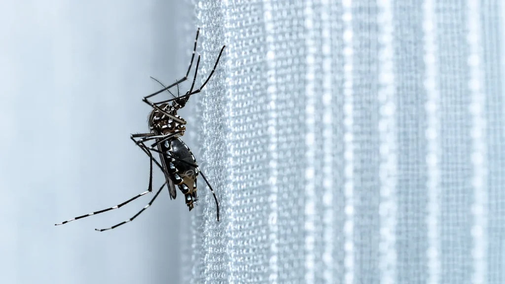 Inseto em destaque sobre uma superfície com gotículas, com fundo desfocado em tons azulados, sugerindo atenção a fatores ambientais e possíveis impactos na El Niño e saúde.